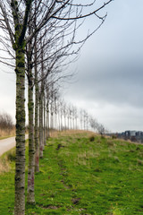 Small trees in a row on the green grass in winter in Holland, next to a walking pad, with a cloudy sky