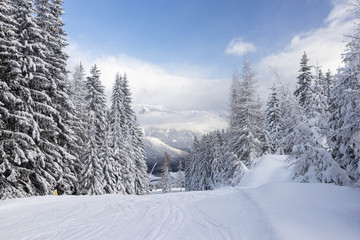 trees covered with snow at the pistes of Schladming ski resort
