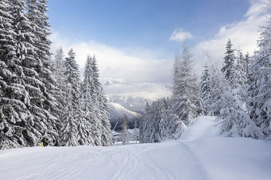 trees covered with snow at the pistes of Schladming ski resort