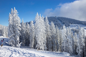 trees covered with snow at the pistes of Schladming ski resort