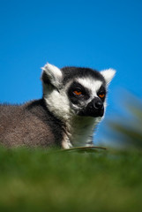 Naklejka na ściany i meble Portrait of a lemur watching the horizon with very bright eyes. Image.