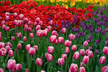 tulips