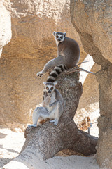 Lemurs couple sitting watching. Image.