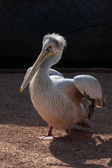 Image of a curious pelican. Image.