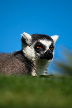 Portrait of a lemur watching the horizon with very bright eyes. Image. © Nuria