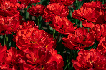 red tulips