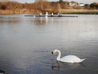 Gracious white swan in focus in foreground, rowing four boat out of focus in the background. Calm river surface.