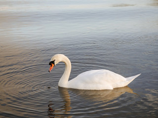 Fototapeta premium One adult white beautiful swan in a calm river water.