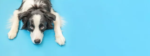 Gardinen Funny studio portrait of cute smilling puppy dog border collie isolated on blue background. New lovely member of family little dog gazing and waiting for reward. Pet care and animals concept Banner © Юлия Завалишина