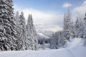 trees covered with snow at the pistes of Schladming ski resort