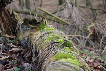 wood strain with green moss 