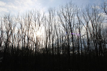 Winter sky with trees