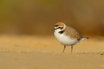 Borrelho coleira interrompida
