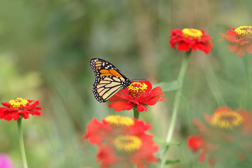 A monarch butterfly on a flower
