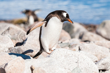 Naklejka premium Gentoo Penguin, Neko Harbour,Antartica