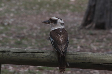 kookaburra