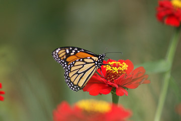 A monarch butterfly on a flower