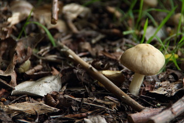 Mycology Mushroom in the wild