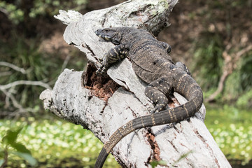 Lace Monitor basking on log