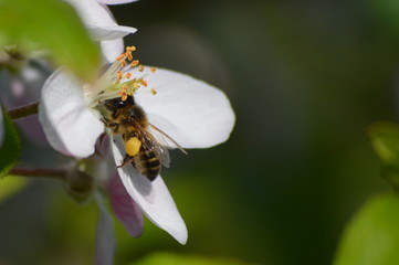 Bee