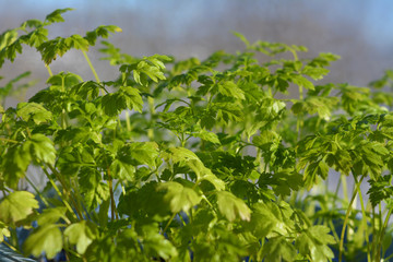 Closeup green leaves of chervil. .Greens in spring.