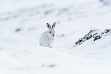 Naklejka na ściany i meble wintering mountain hare