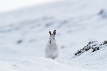 wintering mountain hare