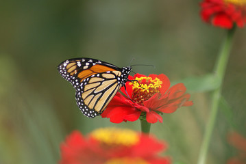 A monarch butter on a flower
