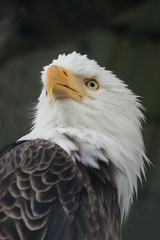 A bald eagle looking for food