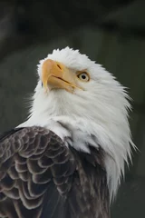 Foto op Plexiglas A bald eagle looking for food © Ann