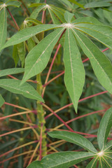 Close-up detail from leaves of a cassava manioc plant at a farm in Brazil