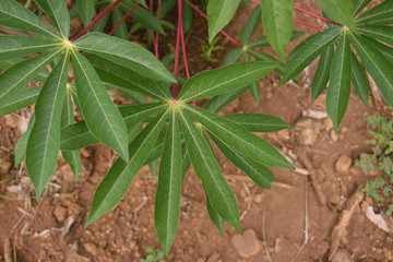 Close-up detail from leaves of a cassava manioc plant at a farm in Brazil