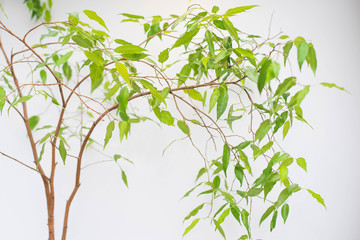 spring green leaf background. pot in office