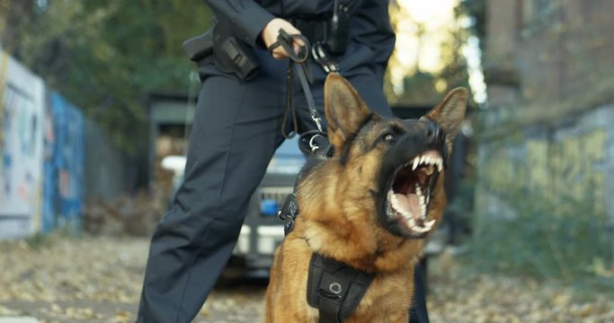 Police Caucasian Shepherd dog barking while policeman holding him on leash at the crime scene. Criminal district concept. Outdoor.