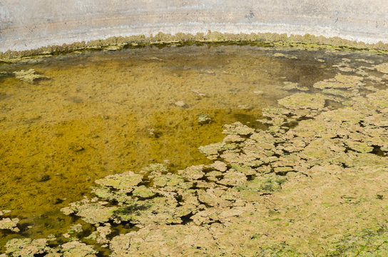 Algae In Tank Water