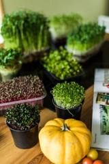Grow sprouts of micro greens for a healthy salad. Eat right, stick to the concept of a young and modern kitchen. Ecofrendli and superfood. Raw food