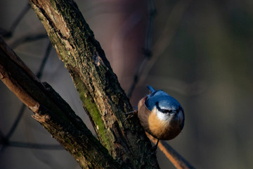 kowalik © Dariusz Grochal 