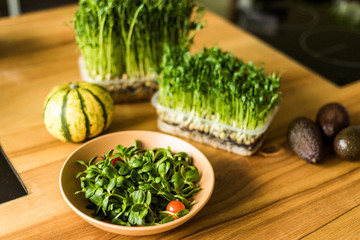Grow sprouts of micro greens for a healthy salad. Eat right, stick to the concept of a young and modern kitchen. Ecofrendli and superfood. Raw food