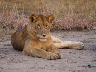Obraz na płótnie Canvas löwin Raubtier Afrika Safari Wild