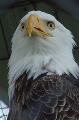 portrait of an american bald eagle