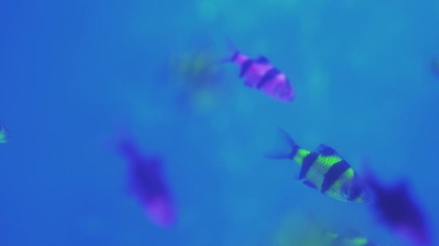 Green Orange Yellow Neon Colorful fluorescent glofish glowfish Gymnocorymbus ternetzi fish in the aquarium on the background of bubbles.