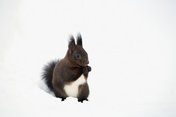 Eurasian red squirrel, Sciurus vulgaris.
