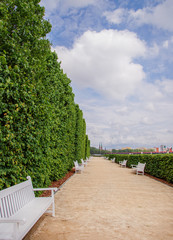 White wooden park benches, green leafy background.