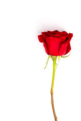 Single Red fresh rose isolated on white background. Traditional holiday gift