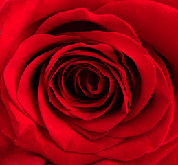 Red fresh rose. Сlose up.