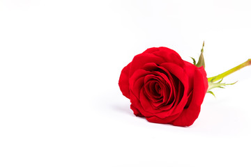 Single Red fresh rose isolated on white background. Traditional holiday gift