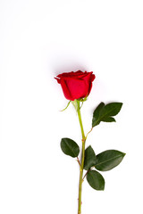 Single Red fresh rose isolated on white background. Traditional holiday gift