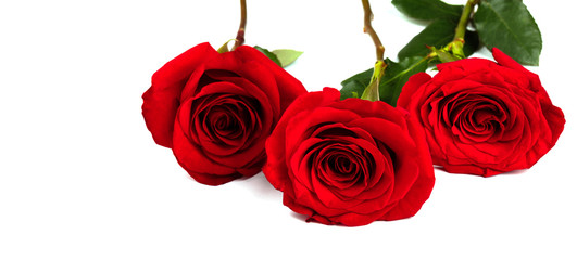 Red Bouquet of fresh roses .Traditional gift holiday