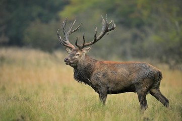 King of the forest, Red deer ( Cervus elaphus ) in the natural environment , Denmark	