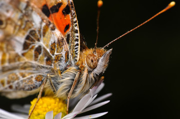 Obraz premium Closeup beautiful butterfly sitting on the flower.